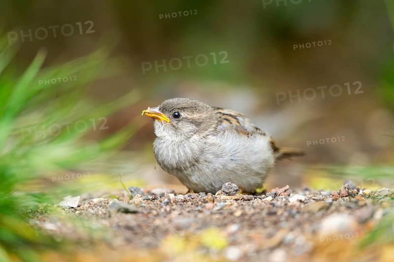 House sparrow (Passer domesticus) youngster sitting on the ground, Bavaria, Germany