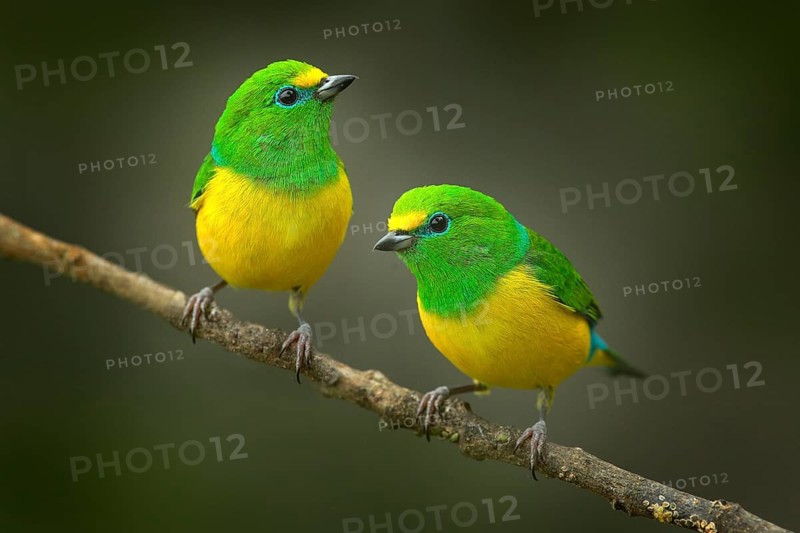 Cute birds. Beautiful tanager Blue-naped Chlorophonia, Chlorophonia cyanea, exotic tropical green songbird from Colombia. Wildlife from South America. Birdwatching in Colombia. Two animals on branch