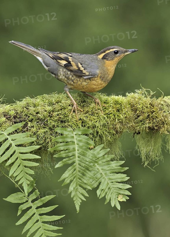 Varied Thrush (Ixoreus naevius), British Columbia, Canada