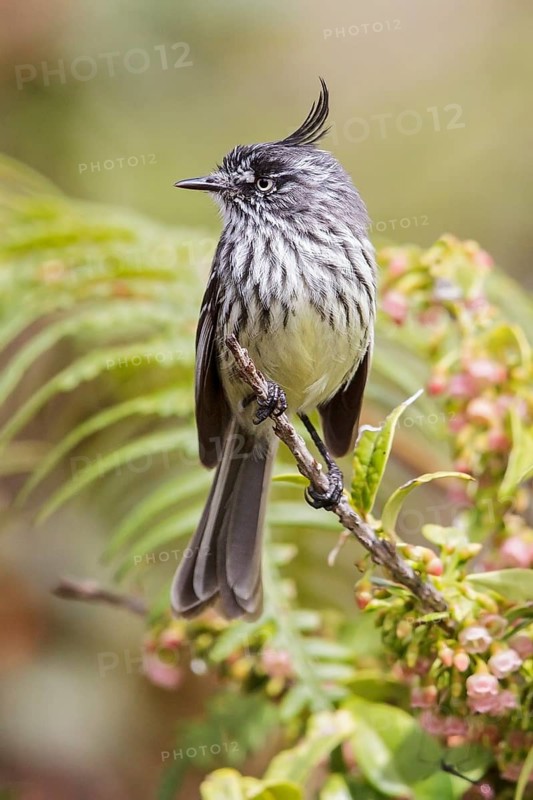 Tufted Tit-Tyrant (Anairetes parulus) perched on a branch in Manu National Park, Peru