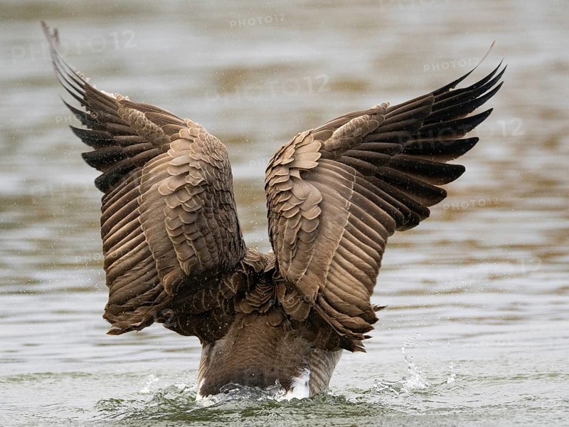 A Canada goose flaps its wings after plumage care, Ümminger See, Bochum, North Rhine-Westphalia, Germany