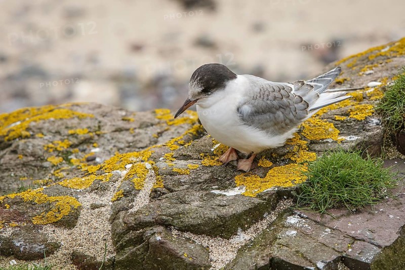 Arctic Tern (Sterna paradisaea), young on stone, Farne Islands, United Kingdom