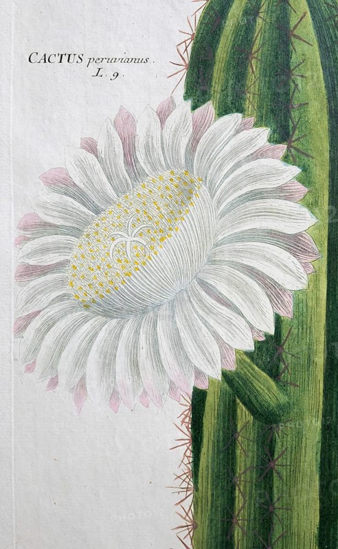 Flower, Cereus erectus, hand-colored mezzotinto copper engraving from Phytanthoza iconographica by Johann Wilhelm Weinmann, executed by Bartholomäus Seutter, Johann Jakob Haid and Johann Elias Ridinger, Regensburg 1734-1745