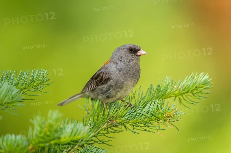Dark-eyed Junco Junco hyemalis east of Beaver, Utah, United States 4 July Adult singing. Emberizidae Grey-headed race