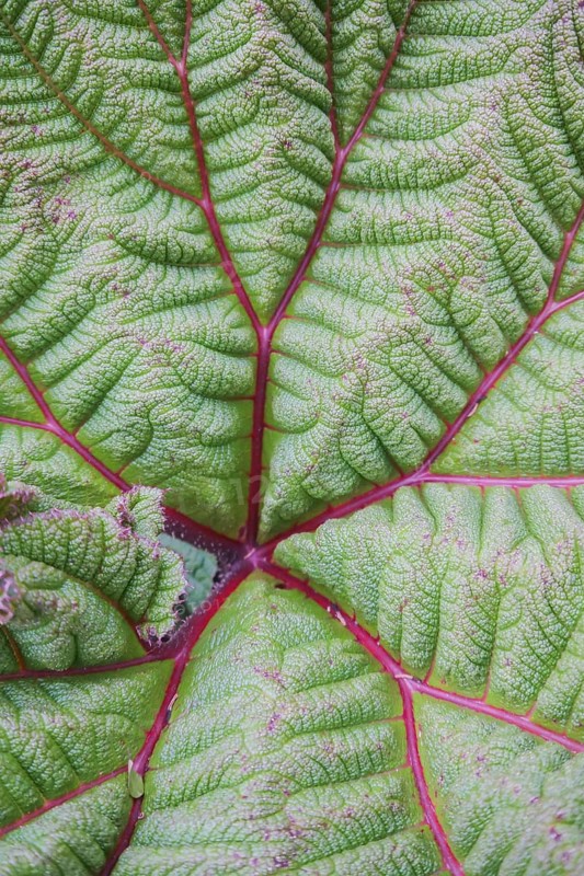 A vivid close-up view of a fresh green leaf detailed with striking pink veins. This image highlights the intricate patterns and textures of nature's beauty