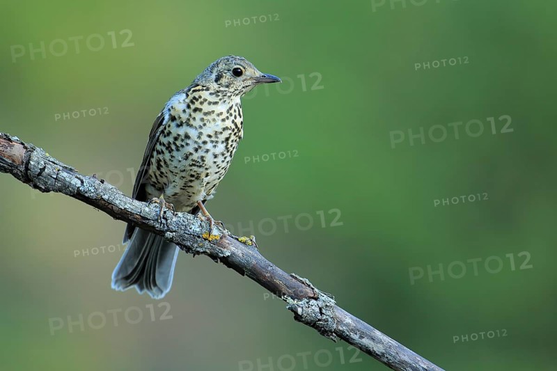Mistle Thrush (Turdus viscivorus) juvenile perched on a branch, Andalusia, Spain