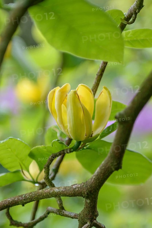 Magnolia (Magnolia acuminata 'Moegi Dori'), Hillier Arboretum, Great Britain