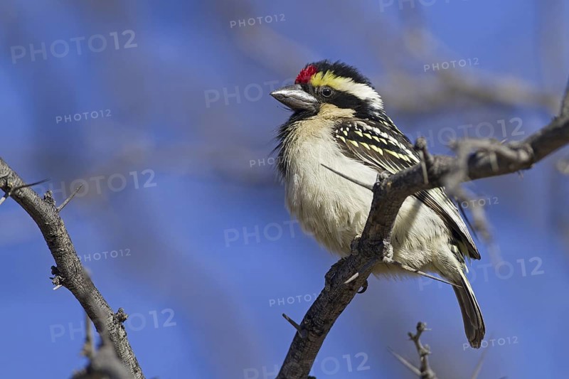 Acacia Pied Barbet (Tricholaema leucomelas), Northern Cape, Kgalagadi Transfrontier Park, South Africa