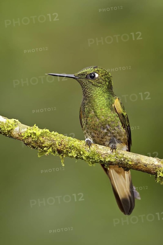 Buff-tailed Coronet (Boissonneaua flavescens), Ecuador