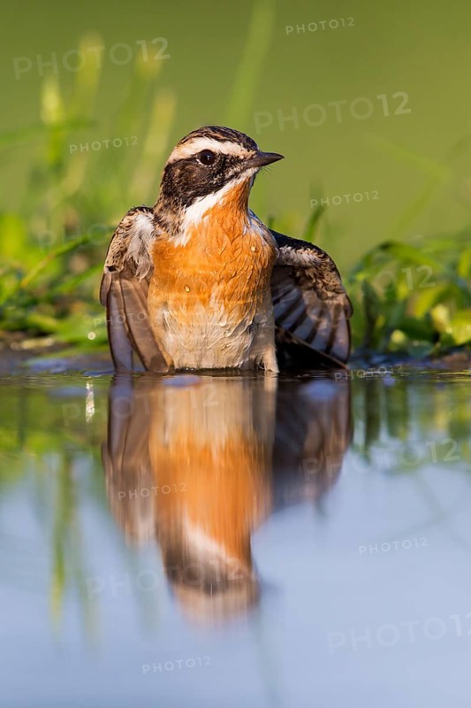 Braunkehlchen, Whinchat, Saxicola rubetra, Tarier des prés, Traquet tarier, Tarabilla Norteña