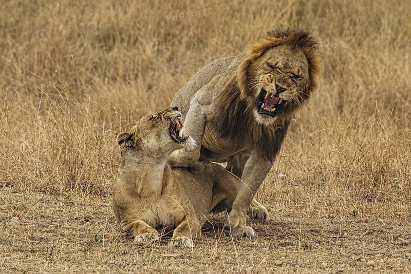 African Lion (Panthera leo) pair mating, Masai Mara, Kenya