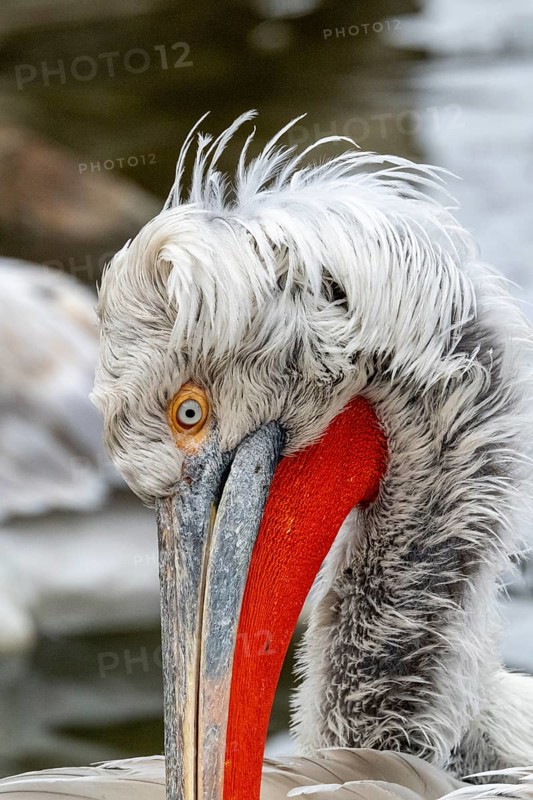 Dalmatian pelican (Pelecanus crispus), portrait, captive, Schönbrunn Zoo, Vienna, Austria