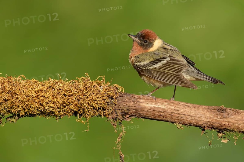 Bay-breasted Warbler (Setophaga castanea) male perched on a branch, Texas, USA