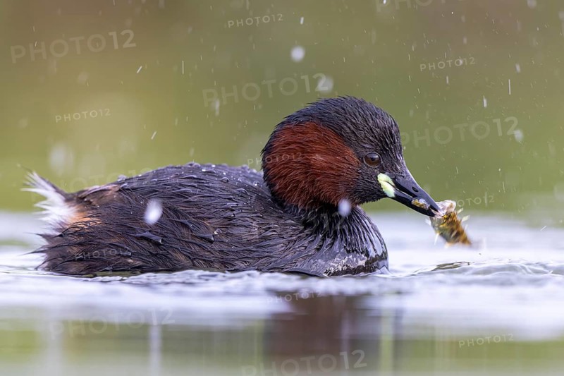 Little Grebe (Tachybaptus ruficollis) with fish prey in its beak, North Rhine-Westphalia, Germany