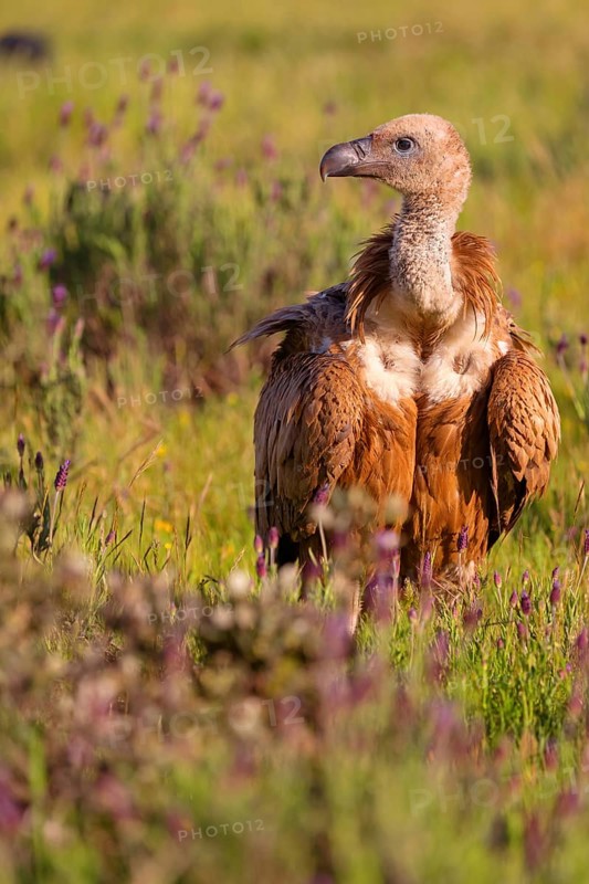 Griffon Vulture, Eurasian Griffon Vulture, Griffon Vulture, Eurasian Griffon, (Gyps fulvu), Vautour fauve, Buitre Leonado, Hides De Calera / Valley Hide, Calera Y Chozas, Castilla La Mancha / Toledo, Spain