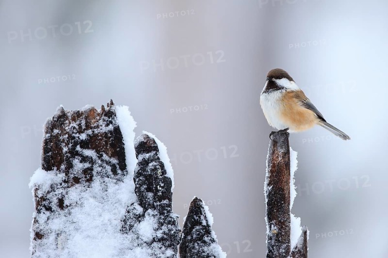 Grey-headed Chickadee (Poecile cinctus), Finland