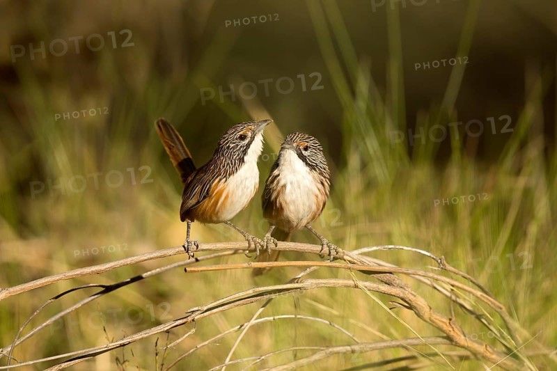 Carpentarian Grasswren (Amytornis dorotheae) pair perched on a branch, Queensland, Australia