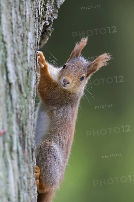 Squirrel, climbing a tree, animals, mammals, squirrel, (Sciurus vulgaris), Mannheim, Baden-Württemberg, Germany