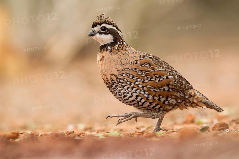 Northern Bobwhite (Colinus virginianus) male, Texas, USA