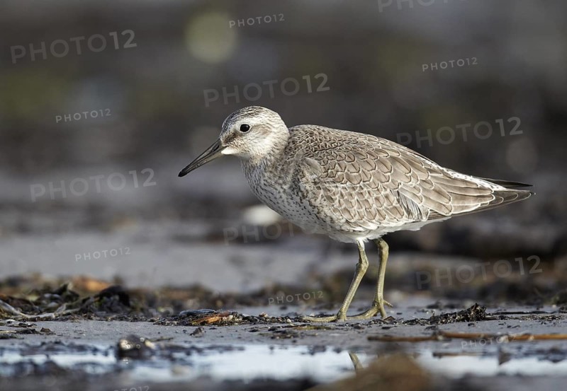Red Knot (Calidris canutus) foraging, Mecklenburg-Western Pomerania, Germany