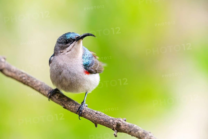 Double-banded Sunbird, Sunbirds, (Cinnyris afer), Garden Route National Park, Wil, Wilderness, Western Cape, South Africa