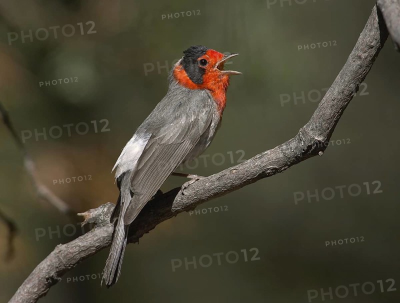 Red-faced Warbler (Cardellina rubrifrons), New Mexico, USA
