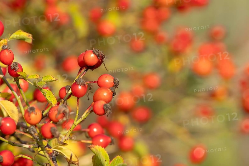 Wild or Dog rose bush plant (Rosa acicularis) with autumn colour leaves and rosehip fruits, England, United Kingdom