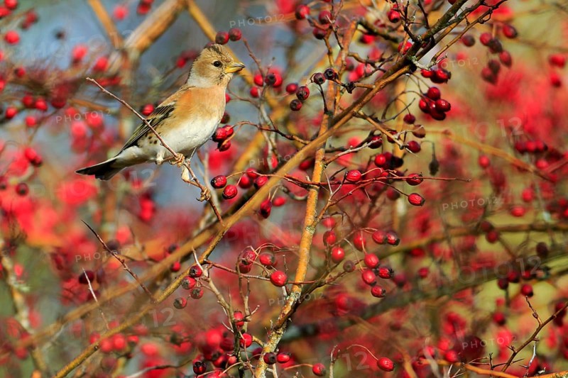 Brambling (Fringilla montifringilla), Andalusia, Spain