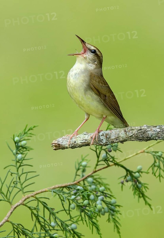 Swainson's Warbler (Limnothlypis swainsonii) singing from a branch, Texas, USA