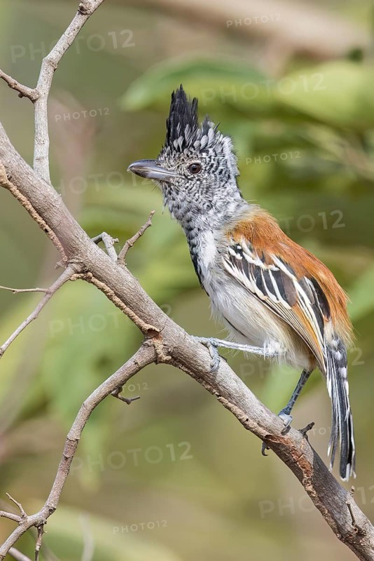 Black-crested Antshrike (Sakesphorus canadensis) perched on a branch in Colombia, South America