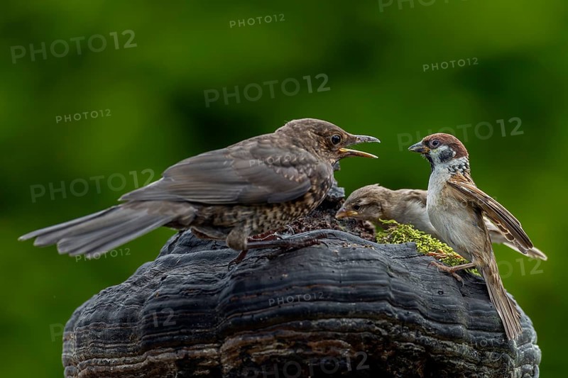 A small disagreement between a young blackbird (Turdus merula) and an adult tree sparrow (Passer montanus), aggression, argument, anger, fight, confrontation, encounter, June, Germany
