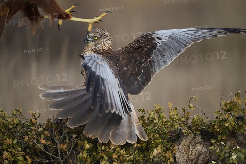 A red kite with widespread wings in a defensive stance as another bird's talons approach, set against a blurred natural backdrop