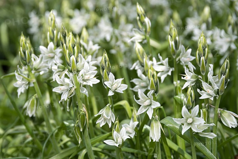 Prairie lily (Camassia leichtlinii 'Alba'),  Germany