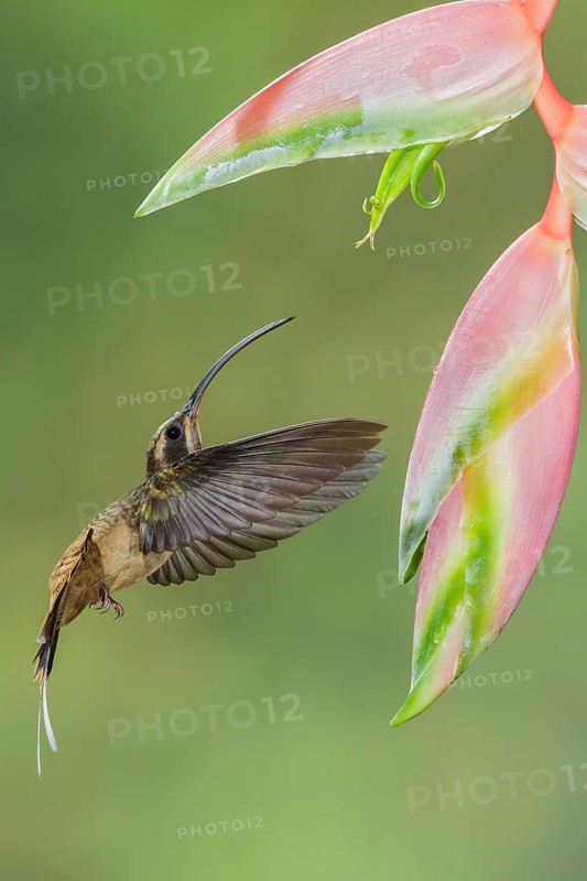 Long-billed Hermit (Phaethornis longirostris) flying while feeding at a flower in Costa Rica