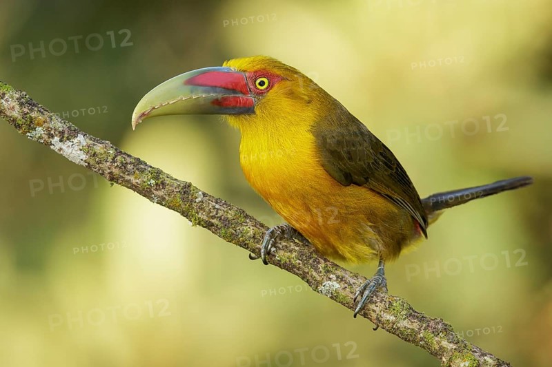 Saffron Toucanet (Pteroglossus bailloni) perched on a branch in the Atlantic Rainforest Region of Brazil