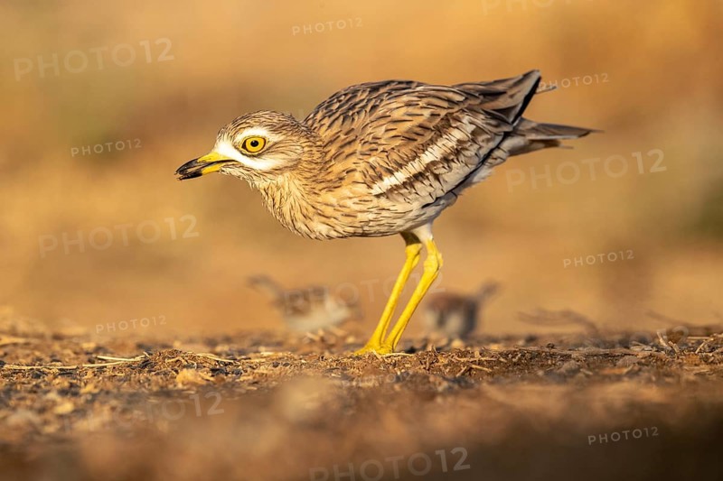 Eurasian Stone-curlew (Burhinus oedicnemus), Castile-La Mancha, Spain