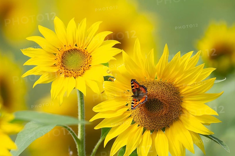 Small tortoiseshell butterfly (Aglais urticae) adult insect feeding on a sunflower flower in summer, RSPB Frampton marsh nature reserve, Lincolnshire, England, United Kingdom