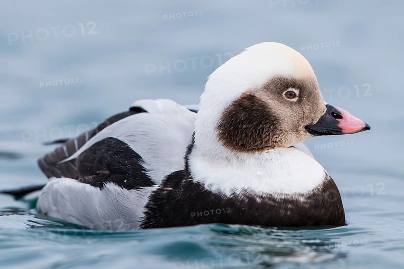Long-tailed Duck (Clangula hyemalis) male, Finnmark, Norway