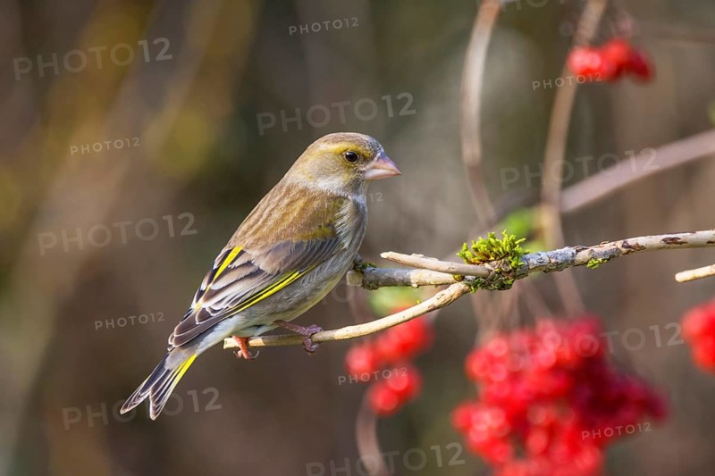 Female greenfinch (Carduelis cloris) with soft colours sitting on a branch, in the background decorative red berries of the common snowball, Baden-Württemberg, Germany
