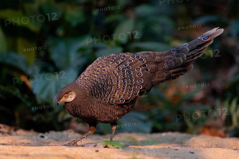 Grey Peacock-Pheasant (Polyplectron bicalcaratum) male foraging, Yunnan, China