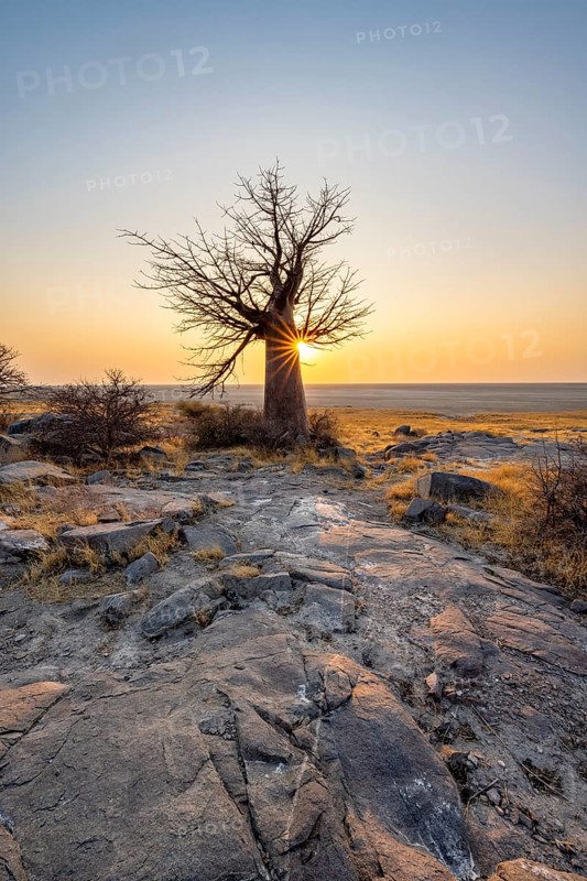 African baobab or baobab tree (Adansonia digitata), at sunrise, sun star, Kubu Island (Lekubu), Sowa Pan, Makgadikgadi salt pans, Botswana