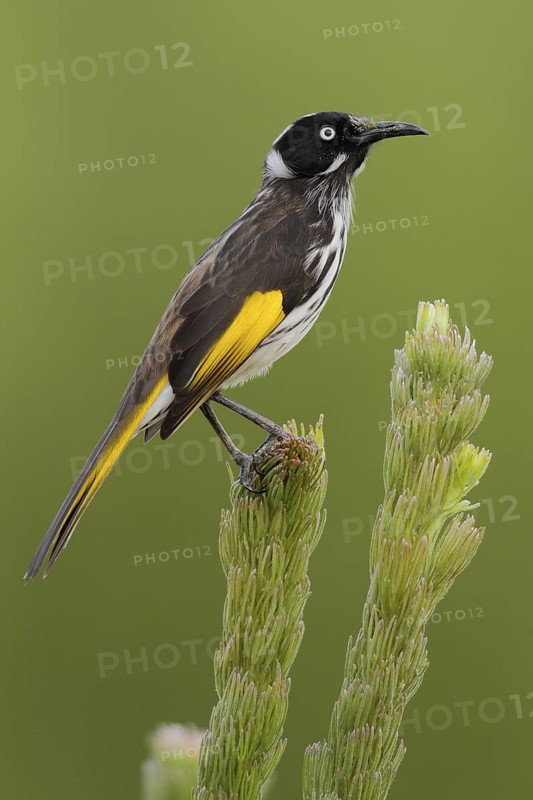 New Holland Honeyeater (Phylidonyris novaehollandiae), Western Australia, Australia