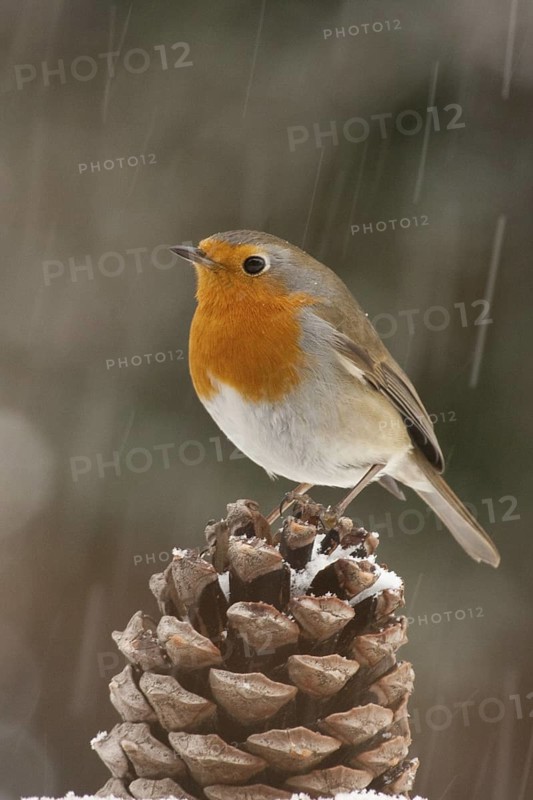 European Robin (Erithacus rubecula), St. Gallen, Switzerland