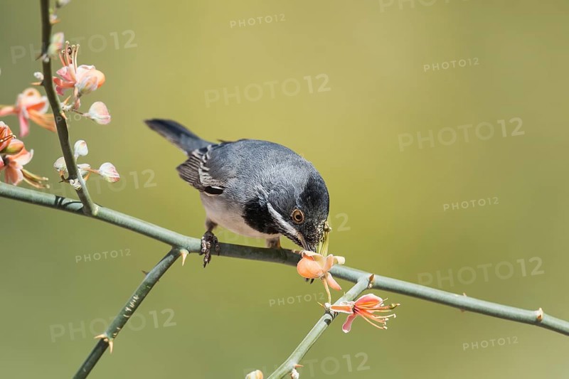 Rüppell's Warbler (Sylvia ruppeli) male, Eilat, Israel