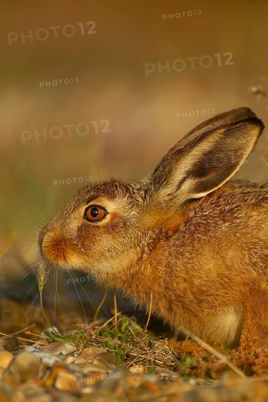 European brown hare (Lepus europaeus) juvenile baby leveret animal feeding in grassland in the summer, England, United Kingdom