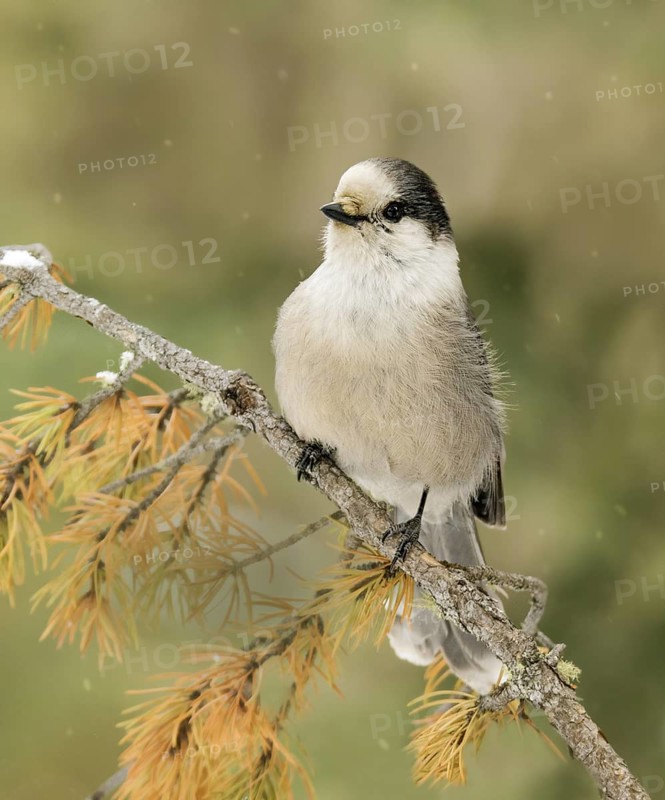 Grey Jay (Perisoreus canadensis), Saskatchewan, Canada