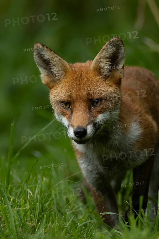 Red fox (Vulpes vulpes) adult animal standing in grassland in the summer, England, United Kingdom