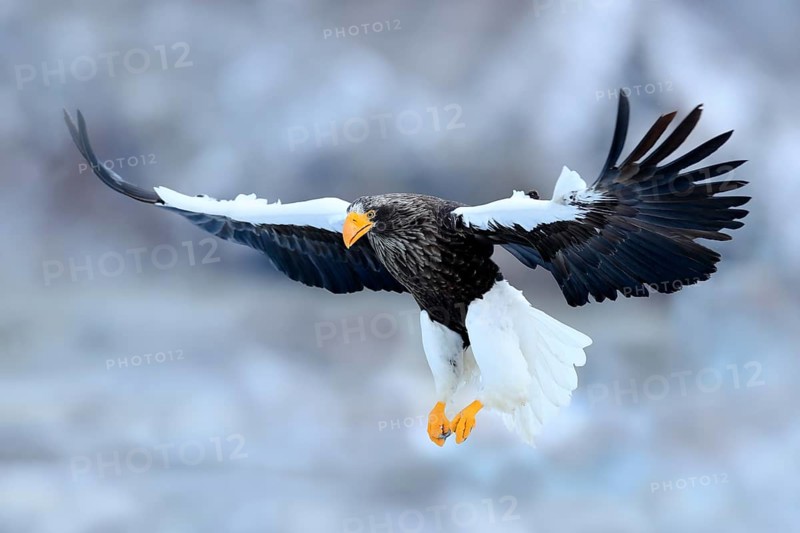 Flying rare eagle. Steller's sea eagle, Haliaeetus pelagicus, flying bird of prey, with blue sky in background, Hokkaido, Japan. Eagle with nature mountain habitat. Winter scene with snow and eagle