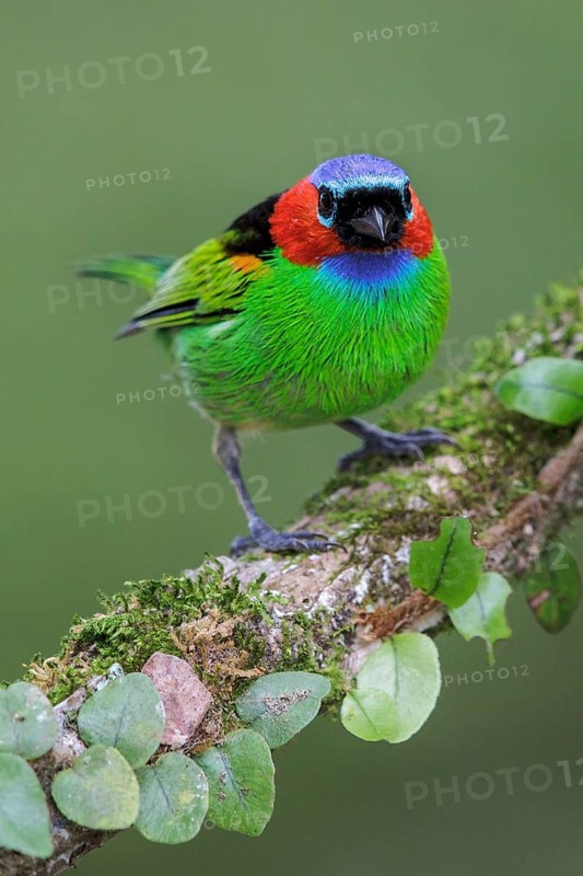 Red-necked Tanager (Tangara cyanocephala) perched on a branch in the Atlantic rainforest of southeast Brazil