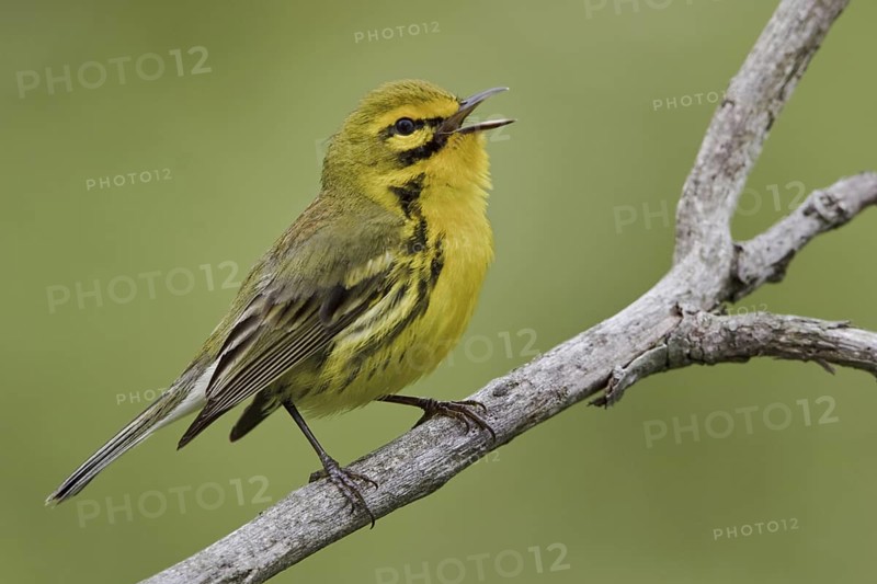 Prairie Warbler (Setophaga discolor) male singing, Ontario, Canada